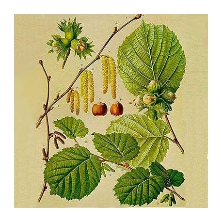 Nocciolo