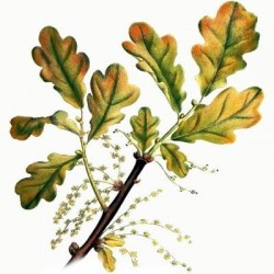 Quercia