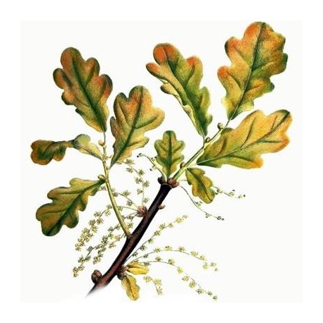 Quercia