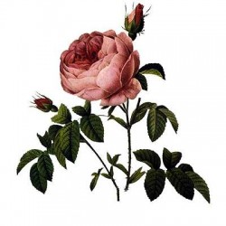 Rosa