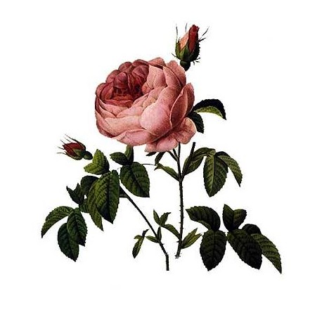 Rosa