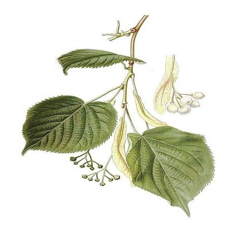 Tiglio