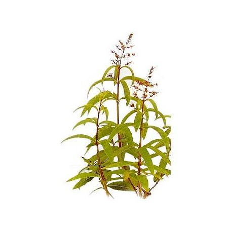 Verbena