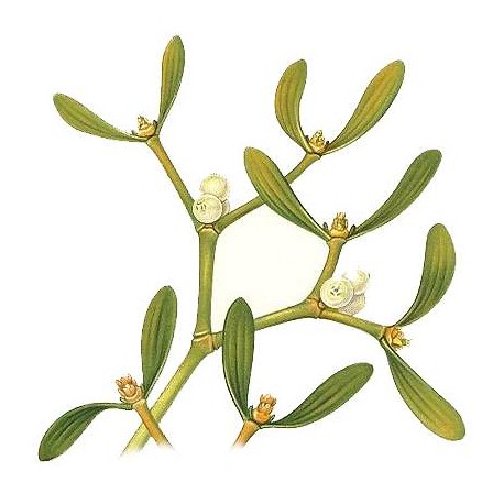Vischio