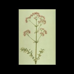 Valeriana